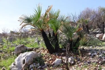 Paisaje en la Vall d’Ebo dos meses después del incendio 17