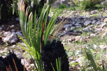 Paisaje en la Vall d’Ebo dos meses después del incendio 18