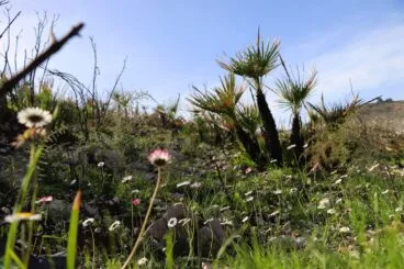 Paisaje en la Vall d’Ebo dos meses después del incendio 28