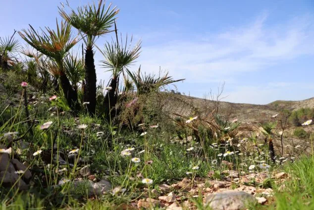 Les Valls de la Marina Alta desean renacer: ¿cuándo se recuperarán las montañas tras el gran incendio? 42 paisaje en la vall debo dos meses despues del incendio 29
