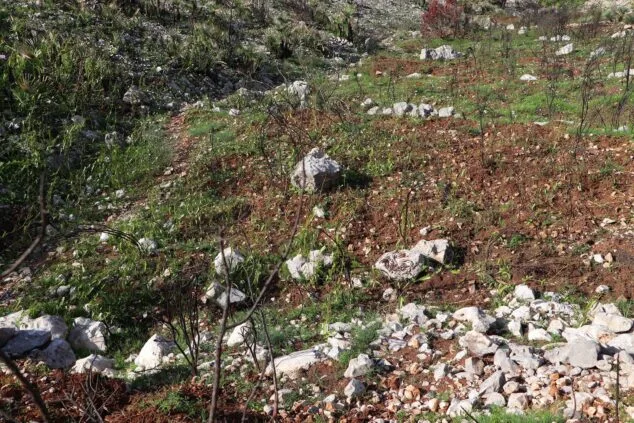 Les Valls de la Marina Alta desean renacer: ¿cuándo se recuperarán las montañas tras el gran incendio? 46 paisaje en la vall debo dos meses despues del incendio 33