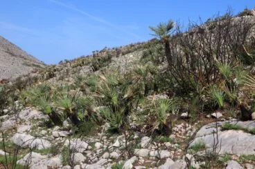 Paisaje en la Vall d’Ebo dos meses después del incendio 35
