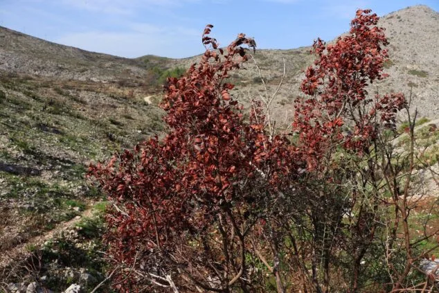 Les Valls de la Marina Alta desean renacer: ¿cuándo se recuperarán las montañas tras el gran incendio? 49 paisaje en la vall debo dos meses despues del incendio 36