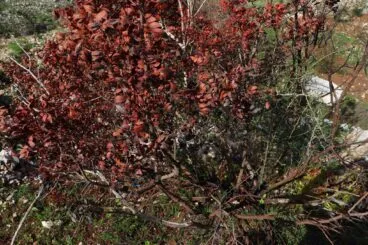 Paisaje en la Vall d’Ebo dos meses después del incendio 37