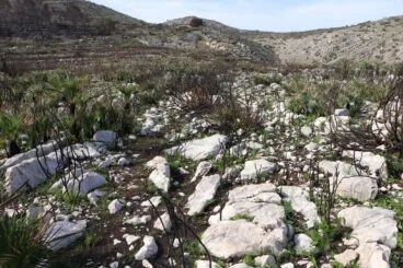 Paisaje en la Vall d’Ebo dos meses después del incendio 44
