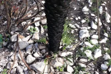 Paisaje en la Vall d’Ebo dos meses después del incendio 47