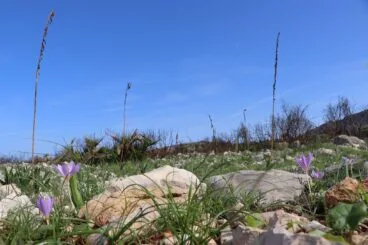 Paisaje en la Vall d’Ebo dos meses después del incendio 49