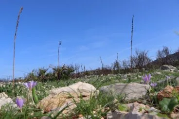 Paisaje en la Vall d’Ebo dos meses después del incendio 50