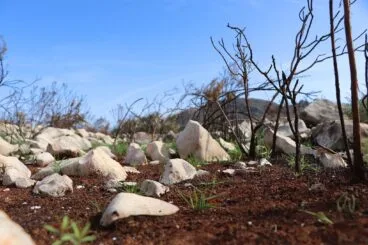 Paisaje en la Vall d’Ebo dos meses después del incendio 51