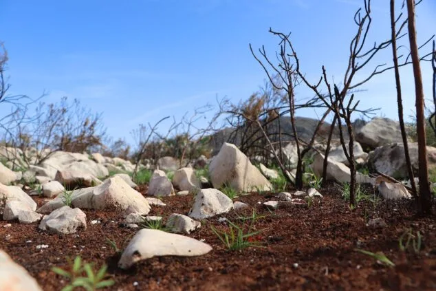 Les Valls de la Marina Alta desean renacer: ¿cuándo se recuperarán las montañas tras el gran incendio? 64 paisaje en la vall debo dos meses despues del incendio 51