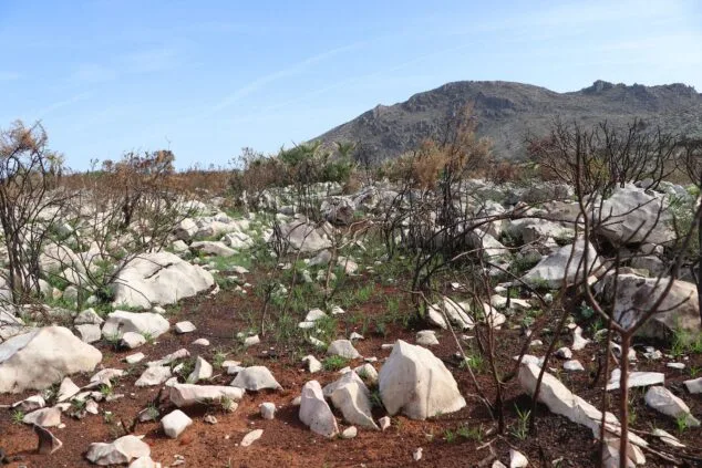 Les Valls de la Marina Alta desean renacer: ¿cuándo se recuperarán las montañas tras el gran incendio? 7 paisaje en la vall debo dos meses despues del incendio 53