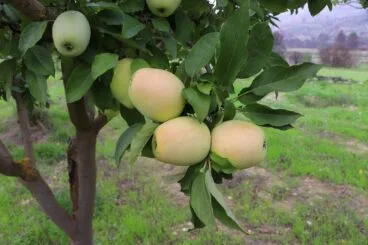 Perellons en el árbol listos para coger
