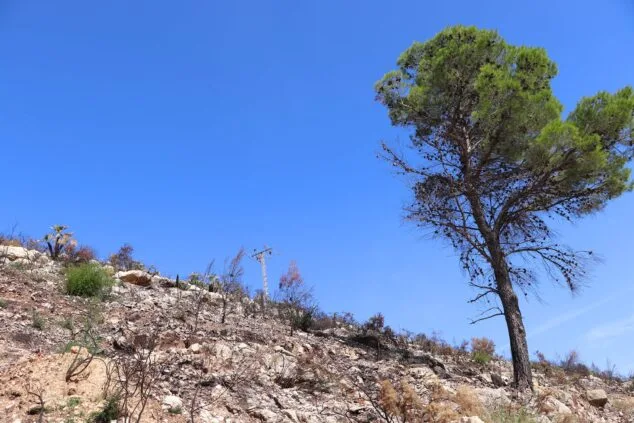 Les Valls de la Marina Alta desean renacer: ¿cuándo se recuperarán las montañas tras el gran incendio? 5 Imagen: Pino medio quemado por el incendio de les Valls