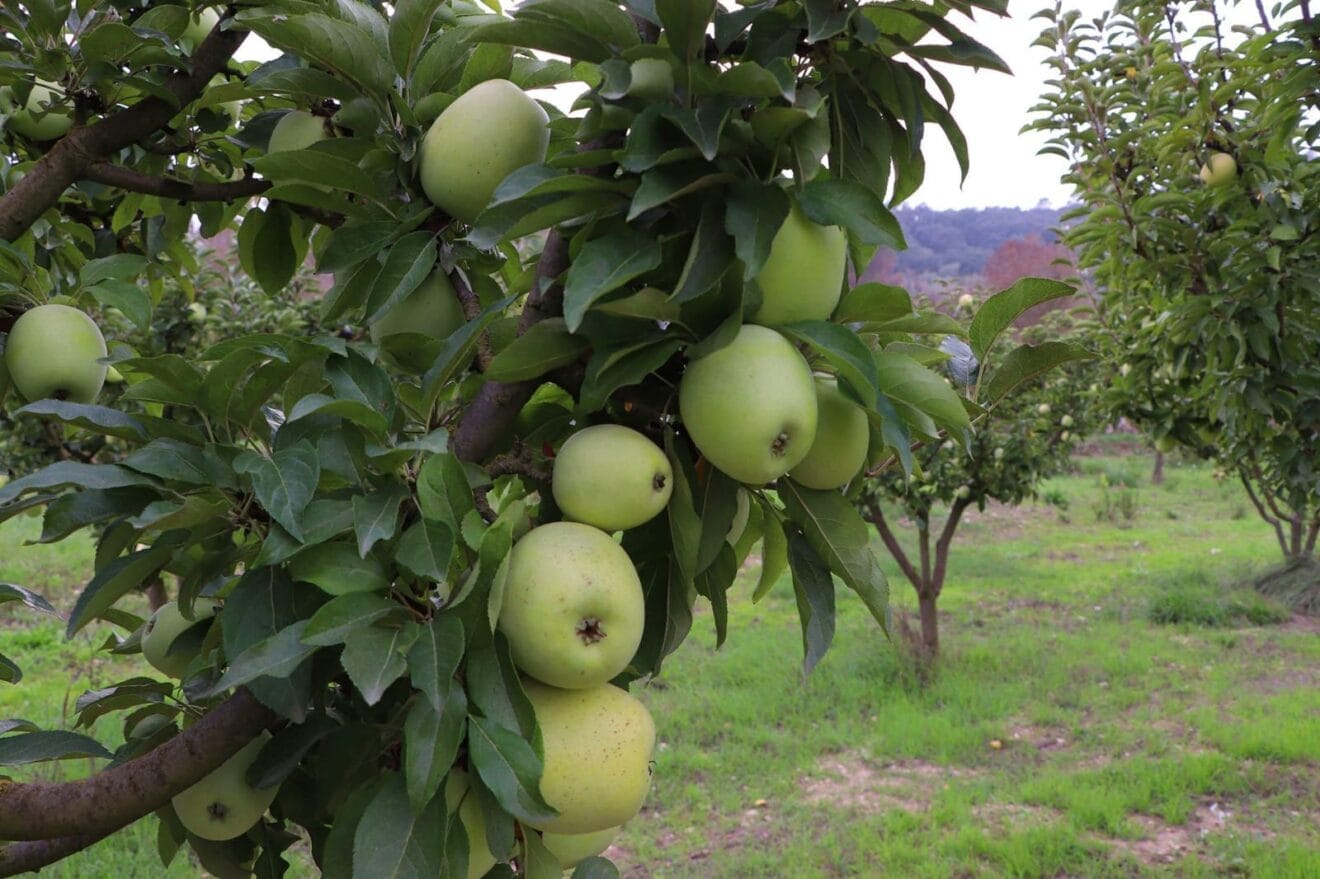 Poma del Perelló de la Marina Alta