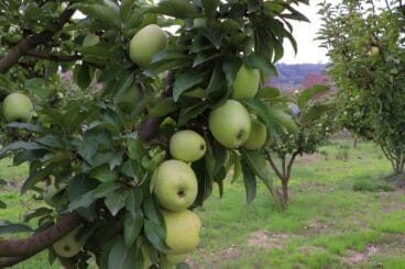 poma del perello de la marina alta