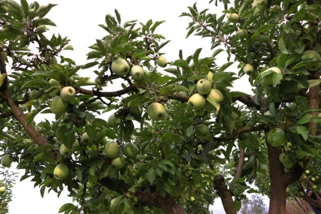 Imagen: Poma perelló de la Vall d'Ebo antes de la cosecha