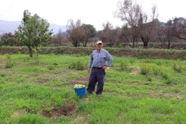 Vecino de la Vall d’Ebo durante la cosecha