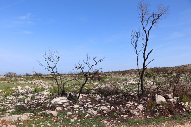 Végétation poussant entre les arbres brûlés dans le port de Vall d'Ebo