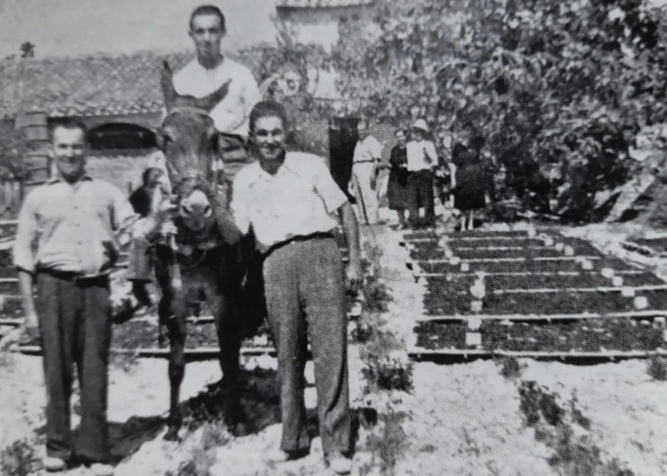 Escaldà de la pansa en la Marina Alta a principios de siglo XX - 'Valencians a Nova York. El cas de la Marina Alta (1912-1920)'