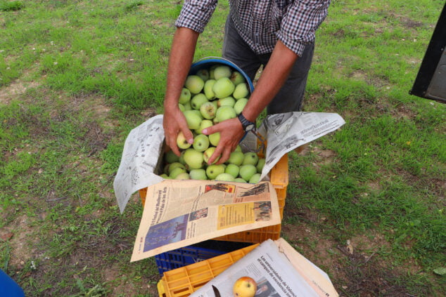 Imagen: Juanvi moll durante la cosecha de perelló