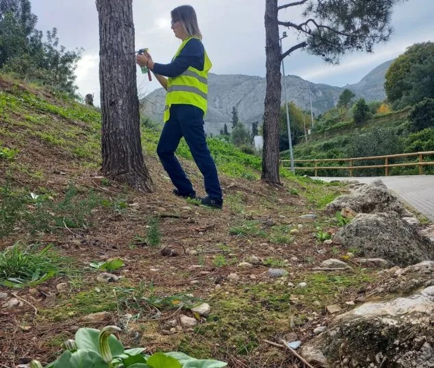 Un innovador método podría acabar con la procesionaria del pino en Pego 1 Imagen: Operaria realizando trabajos en una zona verde de Pego