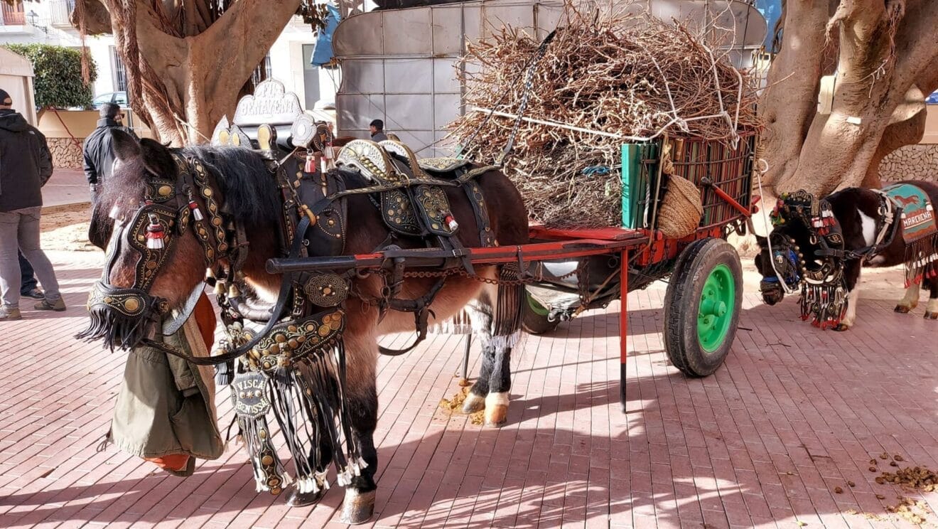 Animales en la Fira i Porrat de Sant Antoni en 2023