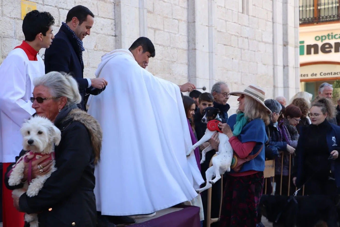 Bendición de animales en la Fira i Porrat de Benissa 2023  41