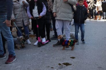 Bendición de animales en la Fira i Porrat de Benissa 2023  83