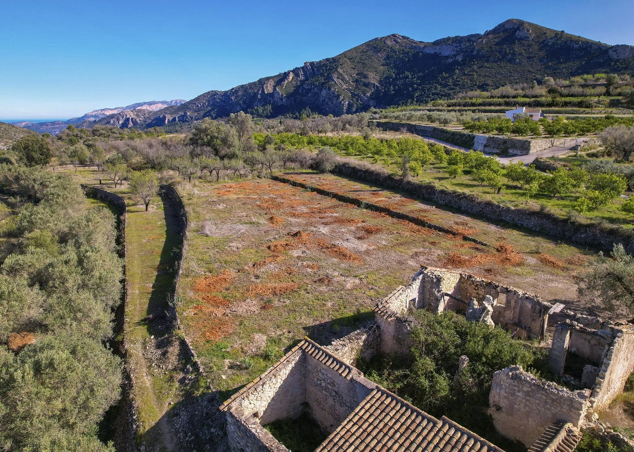 campo de almendros triturados en el termino municipal de alcalali