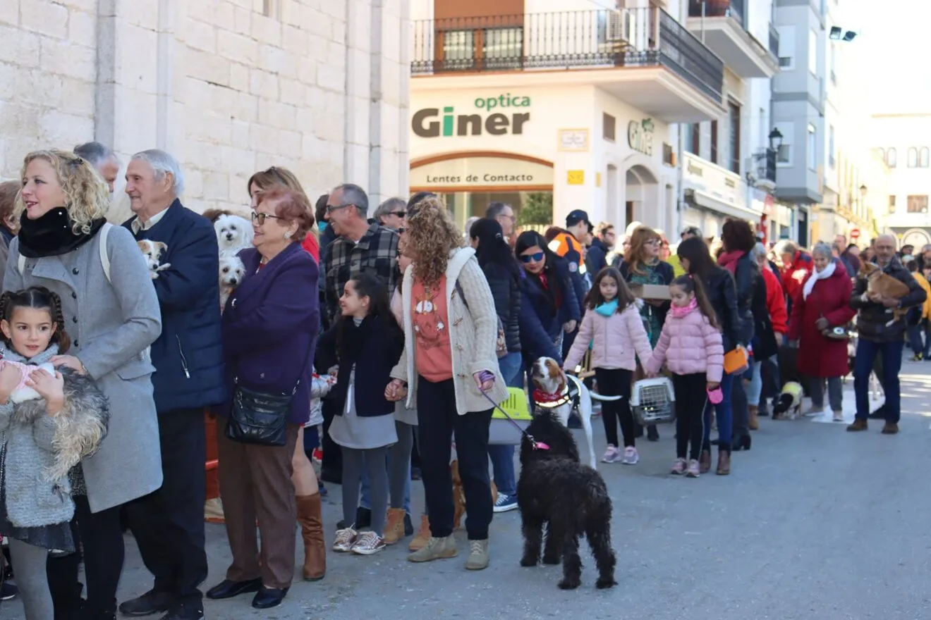 Concentración de animales antes de la bendición por Sant Antoni en Benissa