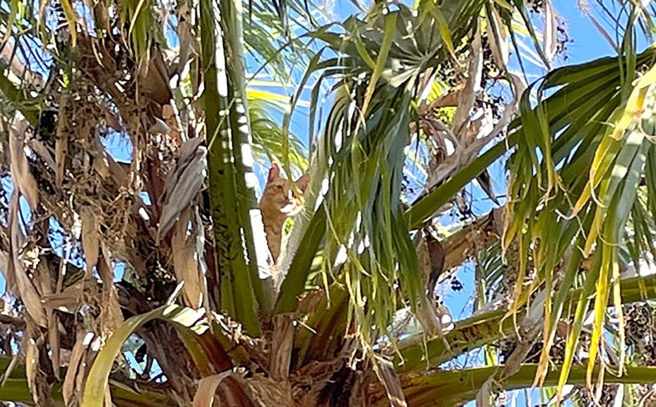 El gato Lion atrapado en Teulada Moraira