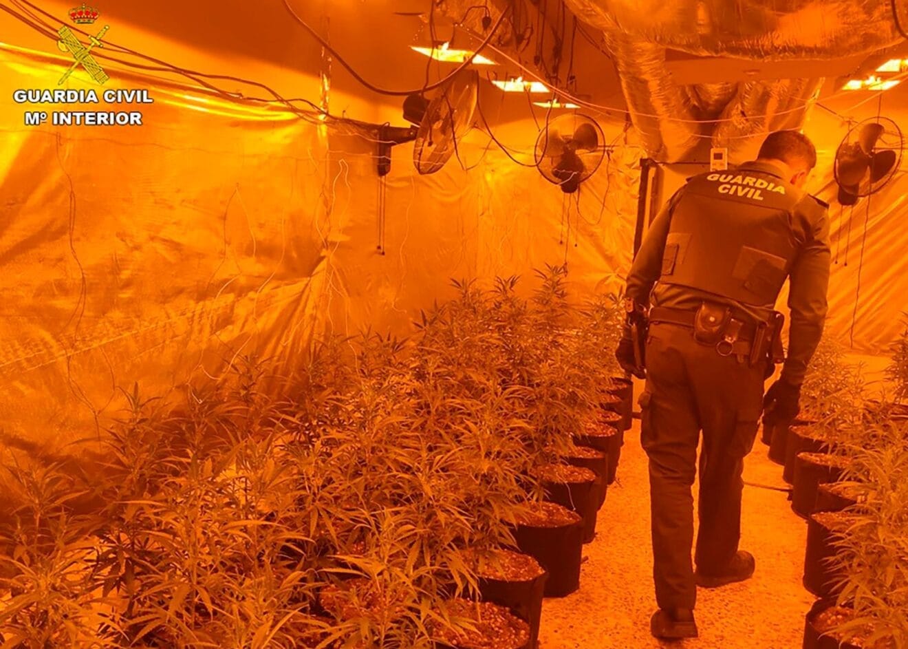 Plantación de marihuana desmantelada en Calp