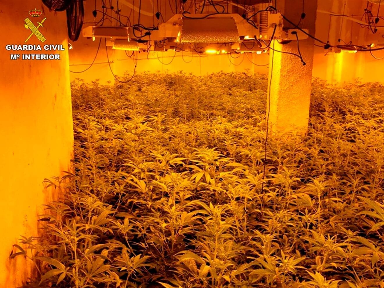 Plantación indoor en Calp