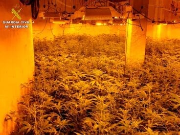 Plantación indoor en Calp