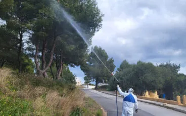 tratamiento contra la procesionaria en los pinos de benitatxell