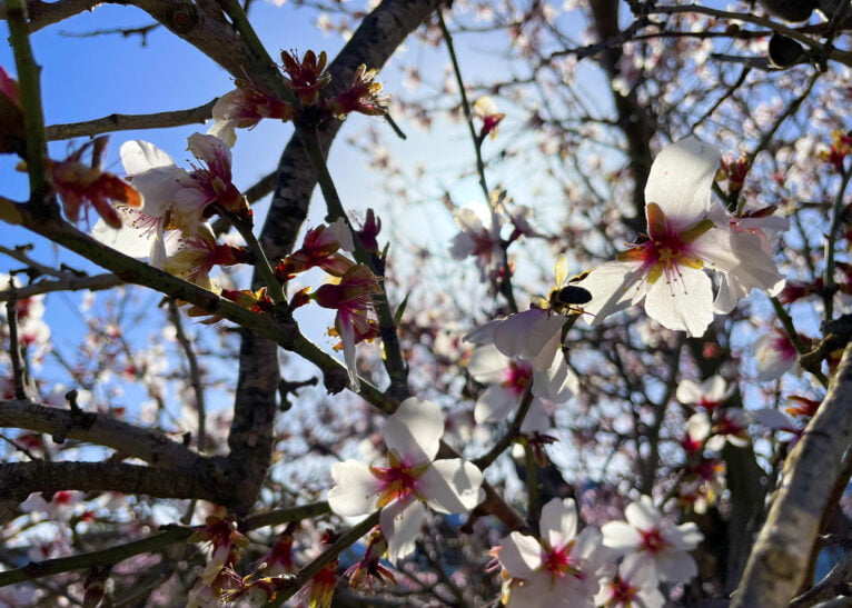 Almendro en flor de Alcalalí