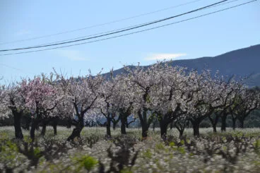 Almendros en flor de Alcalalí