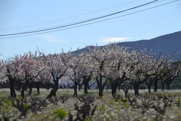 Imagen: Almendros en flor de Alcalalí