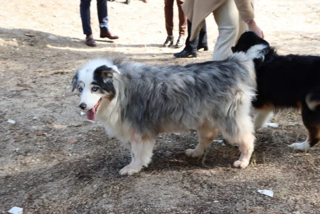 Los perros de Teulada Moraira ya disfrutan de su nuevo parque canino 10 inauguracion del nuevo parque canino de teullada moraira 12