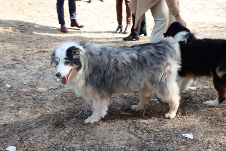 Inauguración del nuevo parque canino de Teullada Moraira 12