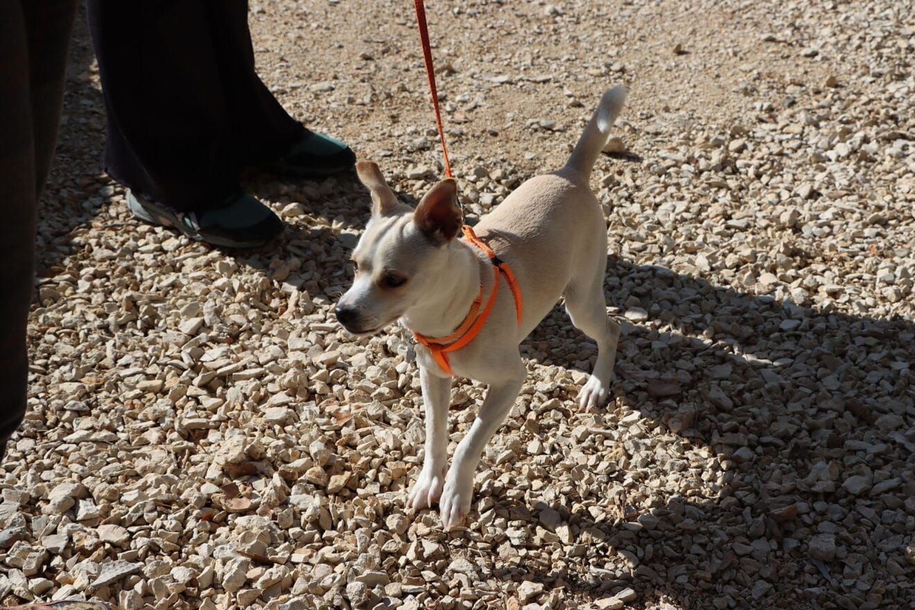 Inauguración del nuevo parque canino de Teullada Moraira 20