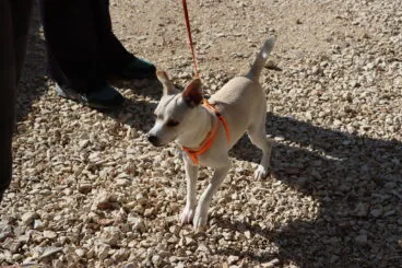 Inauguración del nuevo parque canino de Teullada Moraira 20