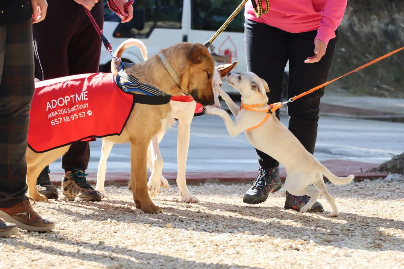 Inauguración del nuevo parque canino de Teullada Moraira 22
