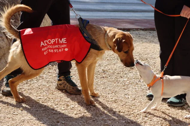Los perros de Teulada Moraira ya disfrutan de su nuevo parque canino 21 inauguracion del nuevo parque canino de teullada moraira 24