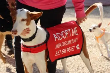 Perro de la asociación Akira en la inauguración del parque canino