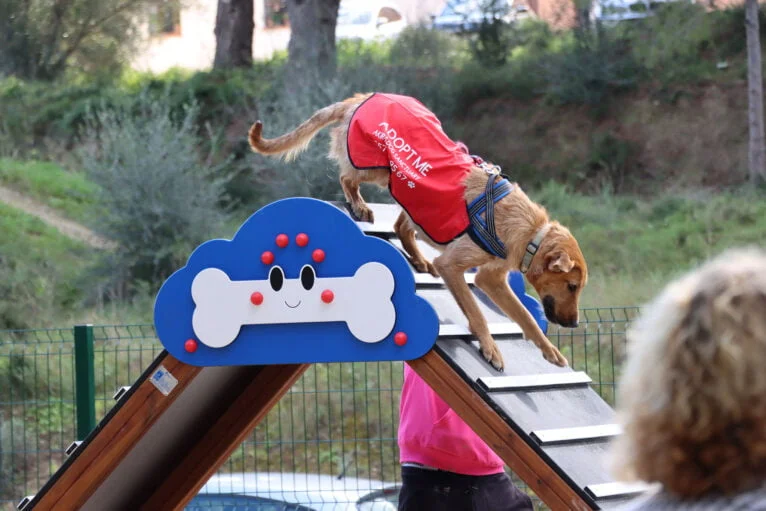 Perro jugando en el nuevo parque canino de Teullada Moraira