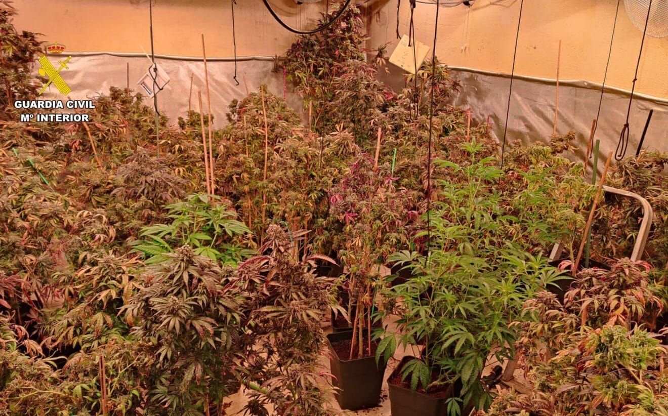 Plantación de marihuana incautada