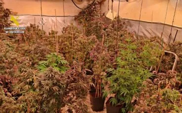 Plantación de marihuana incautada