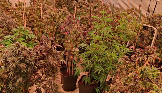 Imagen: Plantación de marihuana incautada en otra operación de la Guardia Civil (archivo)