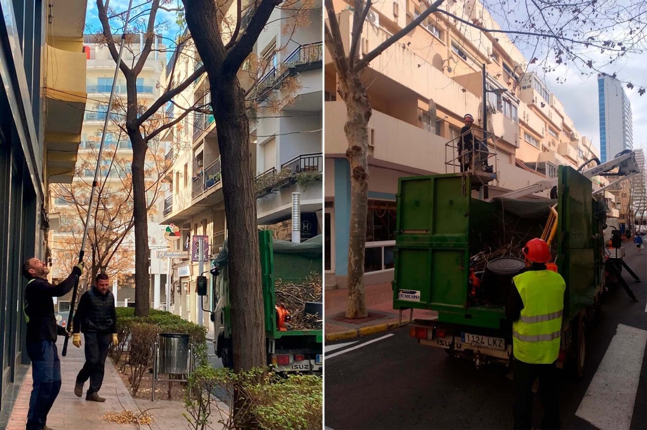 Trabajos de poda en Calp
